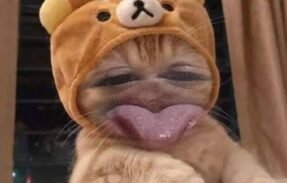 Imagem do grupo de WhatsApp ༒ＦｉＧＵＲｉＮＨＡ༒