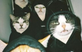 Imagem do grupo de WhatsApp Groove ST-4 Life ️