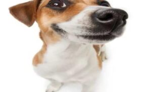 Imagem do grupo de WhatsApp RESENHA100% 2.0 