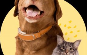 Imagem do grupo de WhatsApp Auto cuidados de pets 