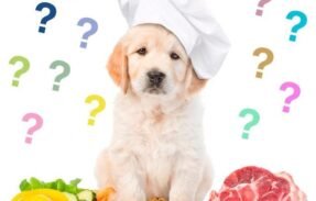 Imagem do grupo de WhatsApp Pais de pets