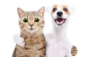 Imagem do grupo de WhatsApp Alimentação dos Pets!
