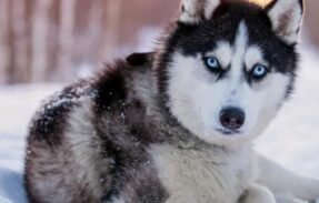 Imagem do grupo de WhatsApp PET . Husky siberiano 