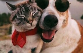 Imagem do grupo de WhatsApp Meu animalzinho feliz