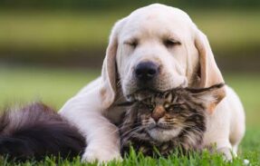 Imagem do grupo de WhatsApp Receitas saudáveis para seu pet