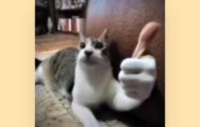 Imagem do grupo de WhatsApp Alimentação saudável para pets