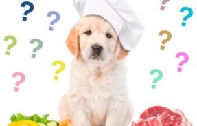 Imagem do grupo de WhatsApp Pets saudáveis