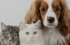 Imagem do grupo de WhatsApp Pets