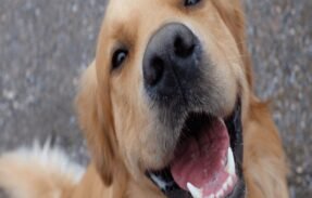 Imagem do grupo de WhatsApp Receitas saudáveis para pets