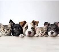Imagem do grupo de WhatsApp 30 Receitas para pets