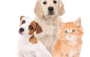 Imagem do grupo de WhatsApp 30 RECEITAS DE PET