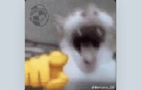 Imagem do grupo de WhatsApp 𝔸𝕞𝕚𝕫𝕒𝕕𝕖 𝕖 𝔽𝕠𝕗𝕠𝕔𝕒