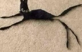 Imagem do grupo de WhatsApp Bonde Do Gato Preto 