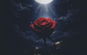 Imagem do grupo de WhatsApp 𝐍𝐢𝐠𝐡𝐭 𝐒𝐡𝐚𝐝𝐞