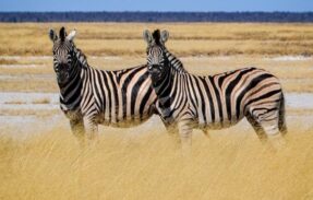 Imagem do grupo de WhatsApp Pet vip