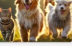 Imagem do grupo de WhatsApp PAIS E MÃES DE PETS
