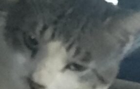 Imagem do grupo de WhatsApp Como cuidar dos seus pets