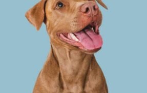 Imagem do grupo de WhatsApp Top Pets da Internet