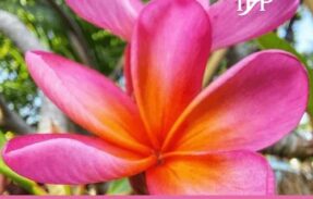 Imagem do grupo de WhatsApp 𝓤𝓷𝓲𝓭𝓸𝓼 𝓷𝓸 𝓐𝓶𝓸𝓻 