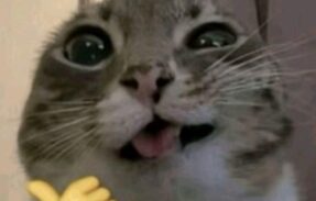 Imagem do grupo de WhatsApp Bonde da Amizade 