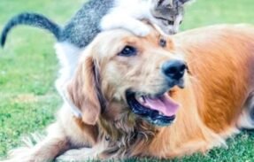 Imagem do grupo de WhatsApp Pais de pets