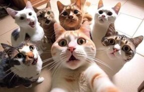 Imagem do grupo de WhatsApp Amigos da zoeira