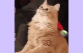 Imagem do grupo de WhatsApp Figurinhas do Whatsapp