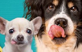 Imagem do grupo de WhatsApp Pets saudáveis