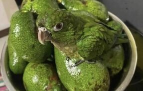 Imagem do grupo de WhatsApp Troca De Figurinha 2.0