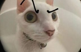 Imagem do grupo de WhatsApp 𝕊𝕒𝕣𝕒𝕙 𝕖 𝕃𝕠𝕤 𝕖𝕤𝕢𝕦𝕚𝕫𝕠𝕗𝕣𝕠𝕚𝕕𝕖𝕤 ️