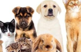 Imagem do grupo de WhatsApp APAIXONADOS POR PETS
