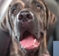 Imagem do grupo de WhatsApp Animais