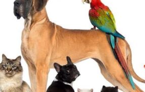 Imagem do grupo de WhatsApp Delícias Nutritivas: Refeições Saudáveis para Seu Pet