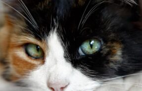 Imagem do grupo de WhatsApp 𝐀𝐃𝐄𝐒𝐓𝐑𝐀𝐌𝐄𝐍𝐓𝐎 𝐅𝐄𝐋𝐈𝐍𝐎