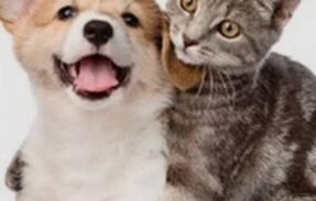 Imagem do grupo de WhatsApp Ajude seu pet