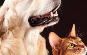 Imagem do grupo de WhatsApp 30 receitas para pets