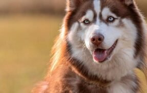 Imagem do grupo de WhatsApp Clube dos Pets