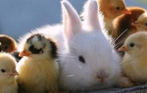 Imagem do grupo de WhatsApp Império Pet  