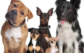Imagem do grupo de WhatsApp Saúde em 4 Patas