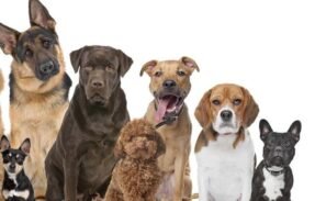 Imagem do grupo de WhatsApp Amor aos pets ️