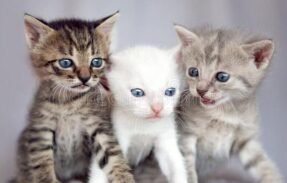 Imagem do grupo de WhatsApp Venha aprender a cuidar do seu felino