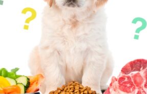 Imagem do grupo de WhatsApp Seu Animal Mais Saudável