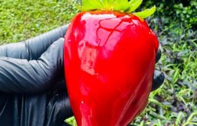Imagem do grupo de WhatsApp  Receita Perfeita de Morango do Amor ️