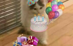 Imagem do grupo de WhatsApp ᗷᗩTE – ᑭᗩᑭO 