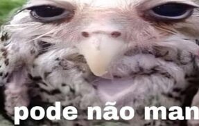 Imagem do grupo de WhatsApp  PODE NÃO‍️