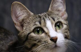 Imagem do grupo de WhatsApp Cuide do seu pet 