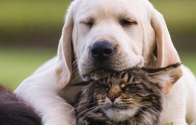 Imagem do grupo de WhatsApp 30 receitas caseiras saudáveis pro seu pet