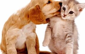 Imagem do grupo de WhatsApp Amor aos pets ️