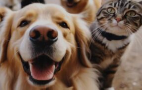 Imagem do grupo de WhatsApp Cuidados com seu Pets