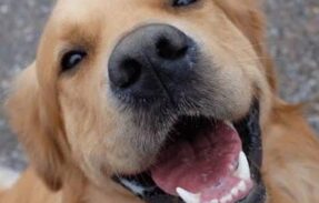 Imagem do grupo de WhatsApp Cuidados para seu pet